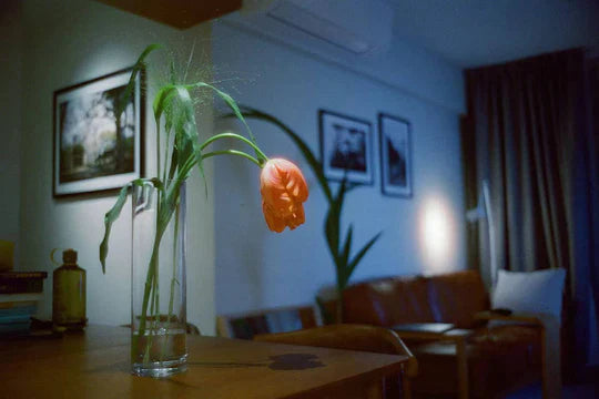 Reflx Lab 800 Tungsten 35mm Color Negative Film